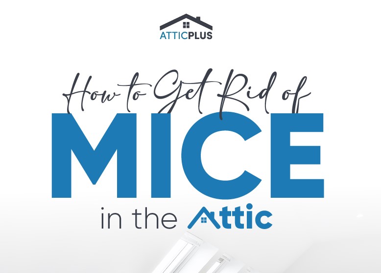 how to get rid of the mice in the attic - featured image01